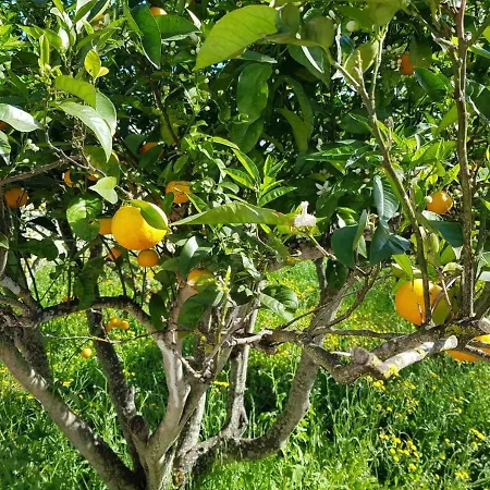 Hacienda Orange Garden * Firgas