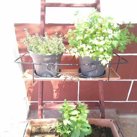 Hacienda Orange Garden Holiday home *